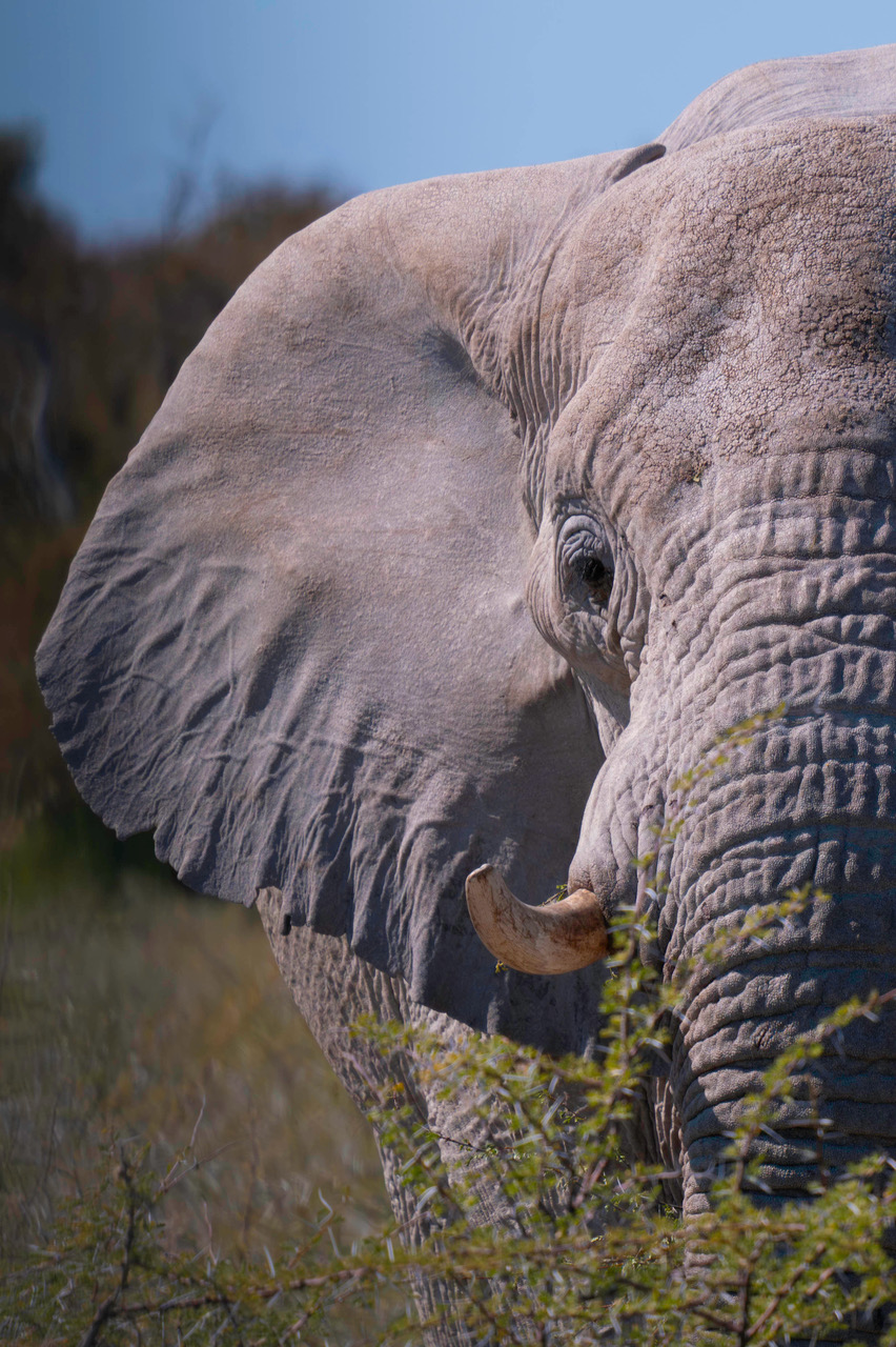 Elephant